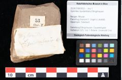 Foto (Objekt + Etikett) von Xylomites liquidambaris Ettingshausen (NHMW-GEO-2024-0188-0053)